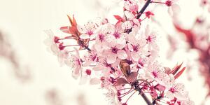 Kép cseresznyefa virág