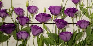 Kép gyönyörű lila virágok