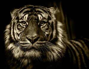 Kép tigris szépia kivitelben