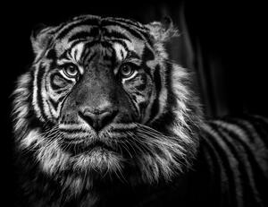 Kép tigris fekete fehér kivitelben