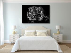 Kép tigris fekete fehér kivitelben