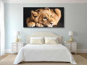 Kép oroszlán kölyök