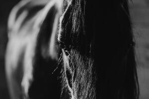 Kép fenséges ló fekete fehérben