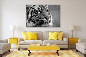 Kép bengáli tigris