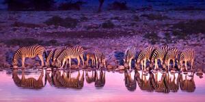 Kép zebrák szafariban