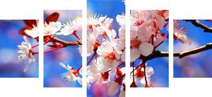 5 részes kép cseresznye virág