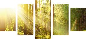5 részes kép napsugarak erdőben