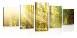 5 részes kép napsugarak erdőben