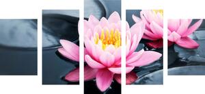 5 részes kép lótusz virág tóban