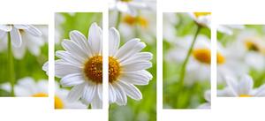 5 részes kép tavaszi virágos rét
