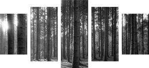 5 részes kép reggel az erdőben fekete fehérben