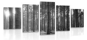 5 részes kép reggel az erdőben fekete fehérben