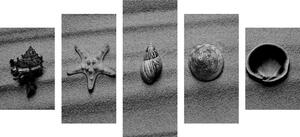 5 részes kép kagylók a tengerparton fekete fehérben