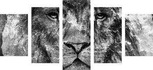 5 részes kép oroszlán arc fekete fehérben