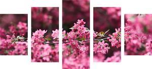 5 részes kép cseresznye virág részletesen