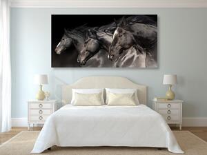 Kép vagtató lovak