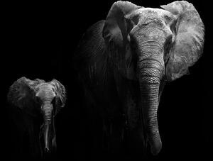 Kép elefánt és kölyke