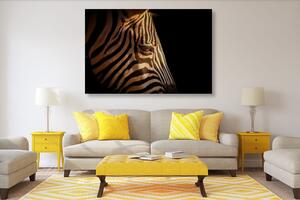 Kép zebra portré