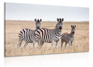 Kép három zebra szavannában