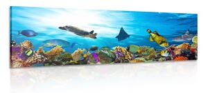 Kép korallzátony halakkal és teknősbékákkal