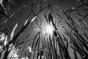 Kép mezei fű fekete fehérben