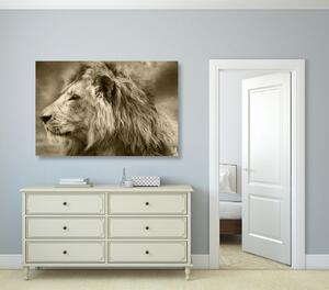 Kép afrikai oroszlán szépia kivitelben