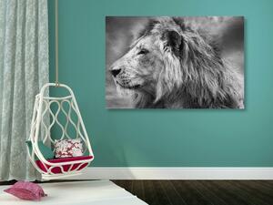 Kép afrikai oroszlán fekete fehérben