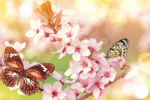 Kép tavaszi virágok egzotikus pillangókkal