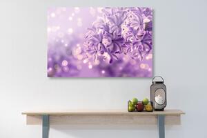 Kép lila orgona virág - 60x40