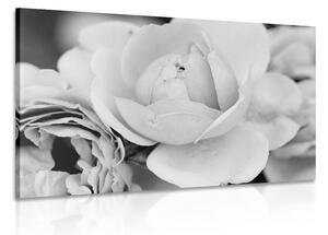Kép tele rózsával fekete fehérben