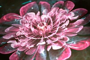 Kép mágikus rózsaszín virág
