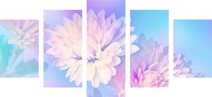 5-részes kép krizantém virág