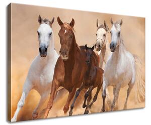 Vászonkép Vágtázó lovak Méretek: 60 x 40 cm