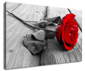 Vászonkép Vörös Rózsa Méretek: 60 x 40 cm