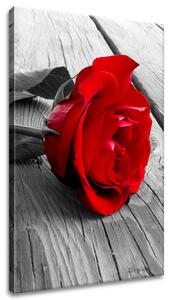 Vászonkép Vörös Rózsa Méretek: 40 x 60 cm