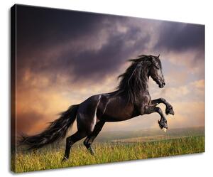 Vászonkép Eros fekete ló Méretek: 60 x 40 cm