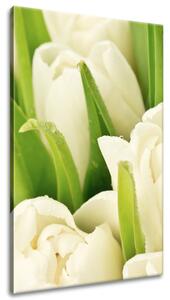 Vászonkép Gyengéd tulipánok Méretek: 60 x 90 cm