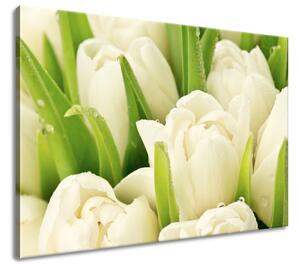 Gario Vászonkép Gyengéd tulipánok Méret: 60 x 40 cm