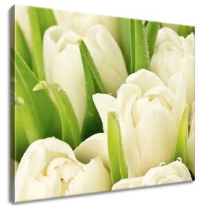 Gario Vászonkép Gyengéd tulipánok Méret: 40 x 40 cm