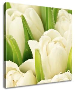 Vászonkép Gyengéd tulipánok Méret: 40 x 40 cm