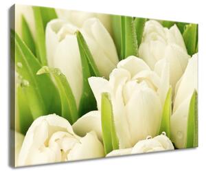 Vászonkép Gyengéd tulipánok Méretek: 60 x 40 cm