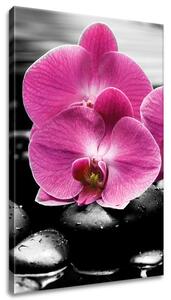 Vászonkép Gyönyöru orchidea o kövek közott Méretek: 40 x 60 cm