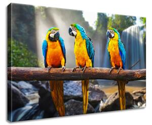 Vászonkép Színes papagájok Méretek: 60 x 40 cm