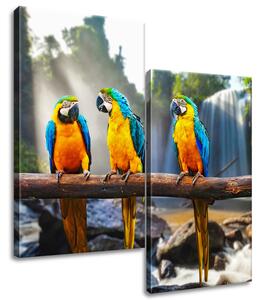 Gario Vászonkép Színes papagájok - 2 részes Méret: 60 x 60 cm