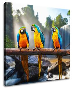 Gario Vászonkép Színes papagájok Méret: 40 x 60 cm