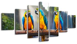 Gario Vászonkép Színes papagájok - 7 részes Méret: 210 x 100 cm