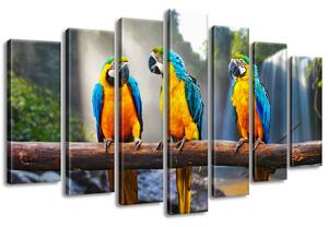 Vászonkép Színes papagájok - 7 részes Méretek: 140 x 80 cm