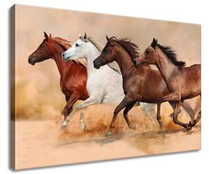 Vászonkép Gyönyöru lovak állománya Méretek: 60 x 40 cm