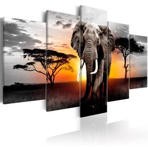 Vászonkép - Elephant at Sunset