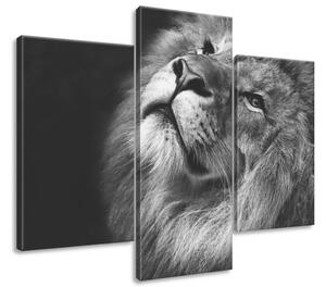 Gario Vászonkép Ezüst oroszlán - 3 részes Méret: 90 x 70 cm